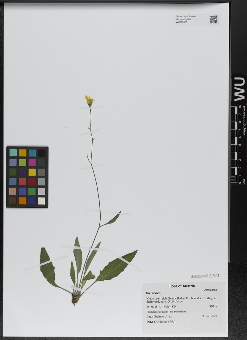 Hieracium dollineri subsp. pseudaustriacum