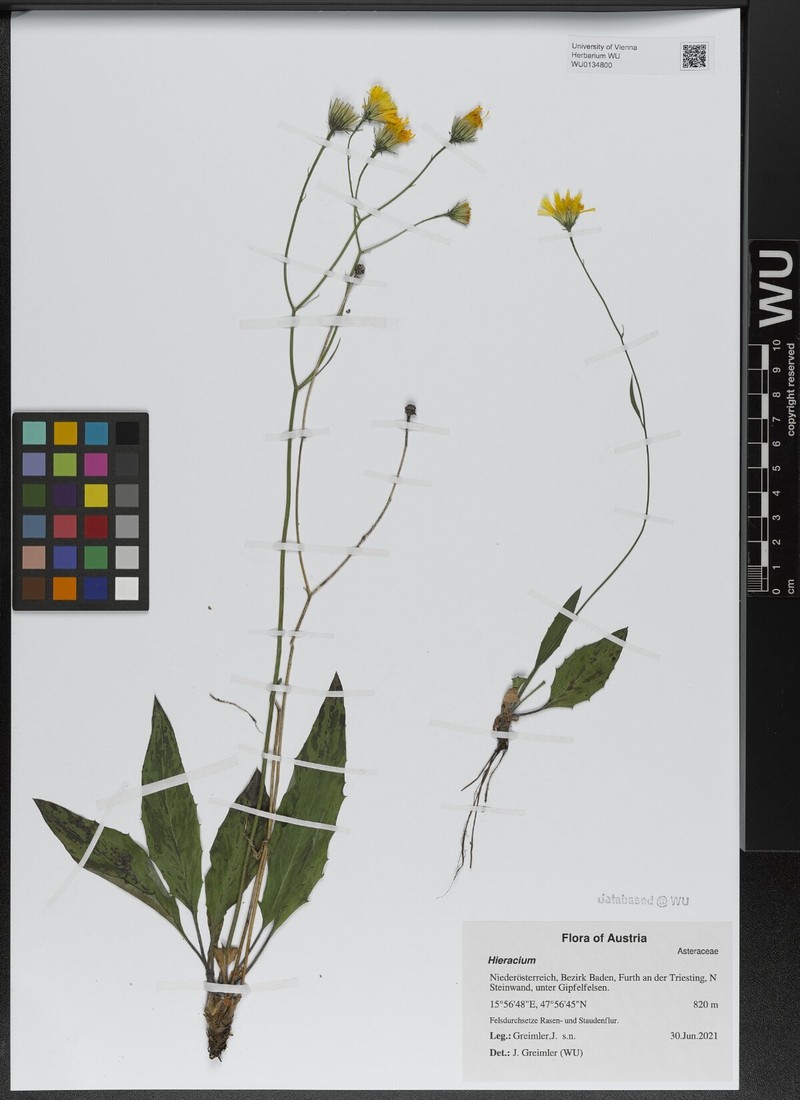 Hieracium dollineri subsp. pseudaustriacum photo 2