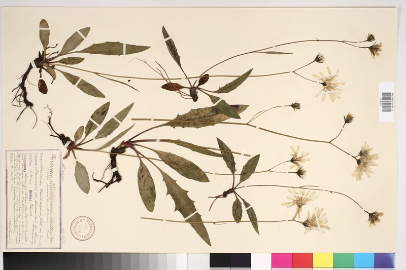 Hieracium dollineri subsp. pseudaustriacum photo 3