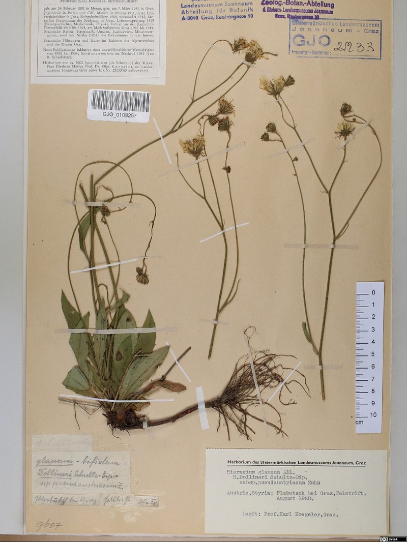 Hieracium dollineri subsp. pseudaustriacum photo 4