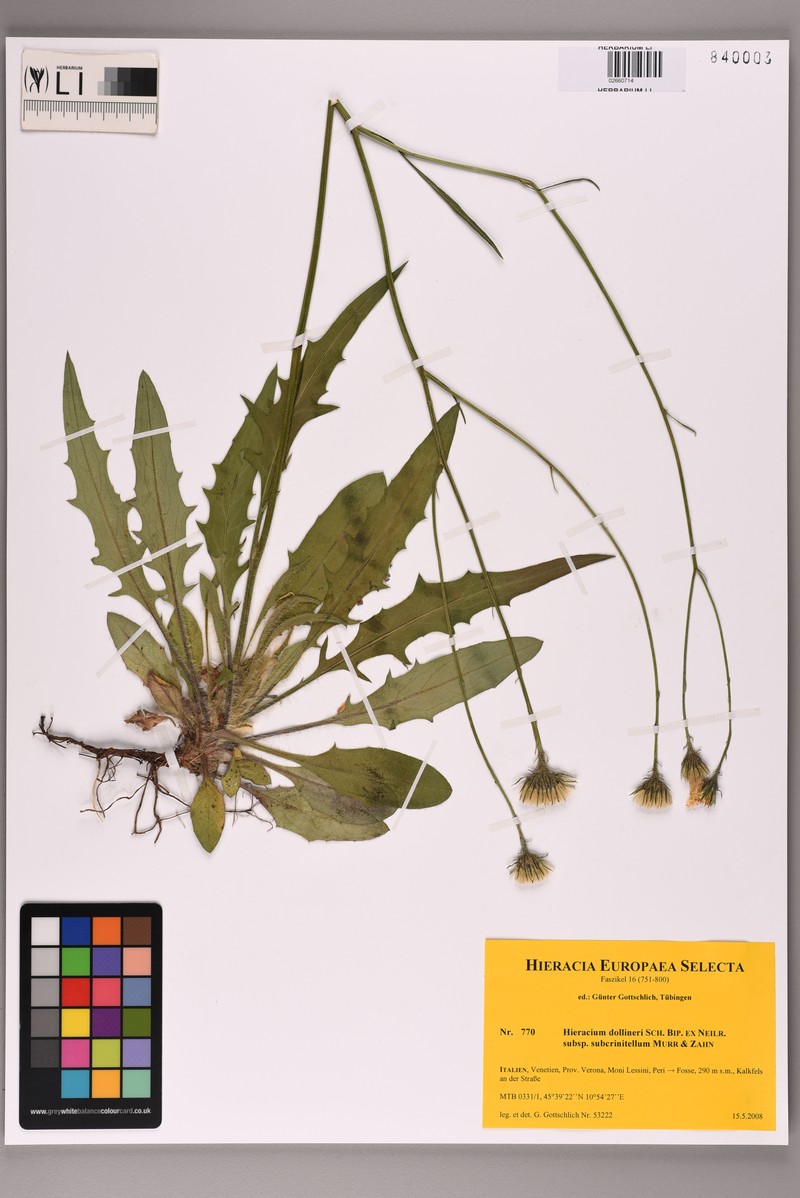 Hieracium dollineri subsp. subcrinitellum