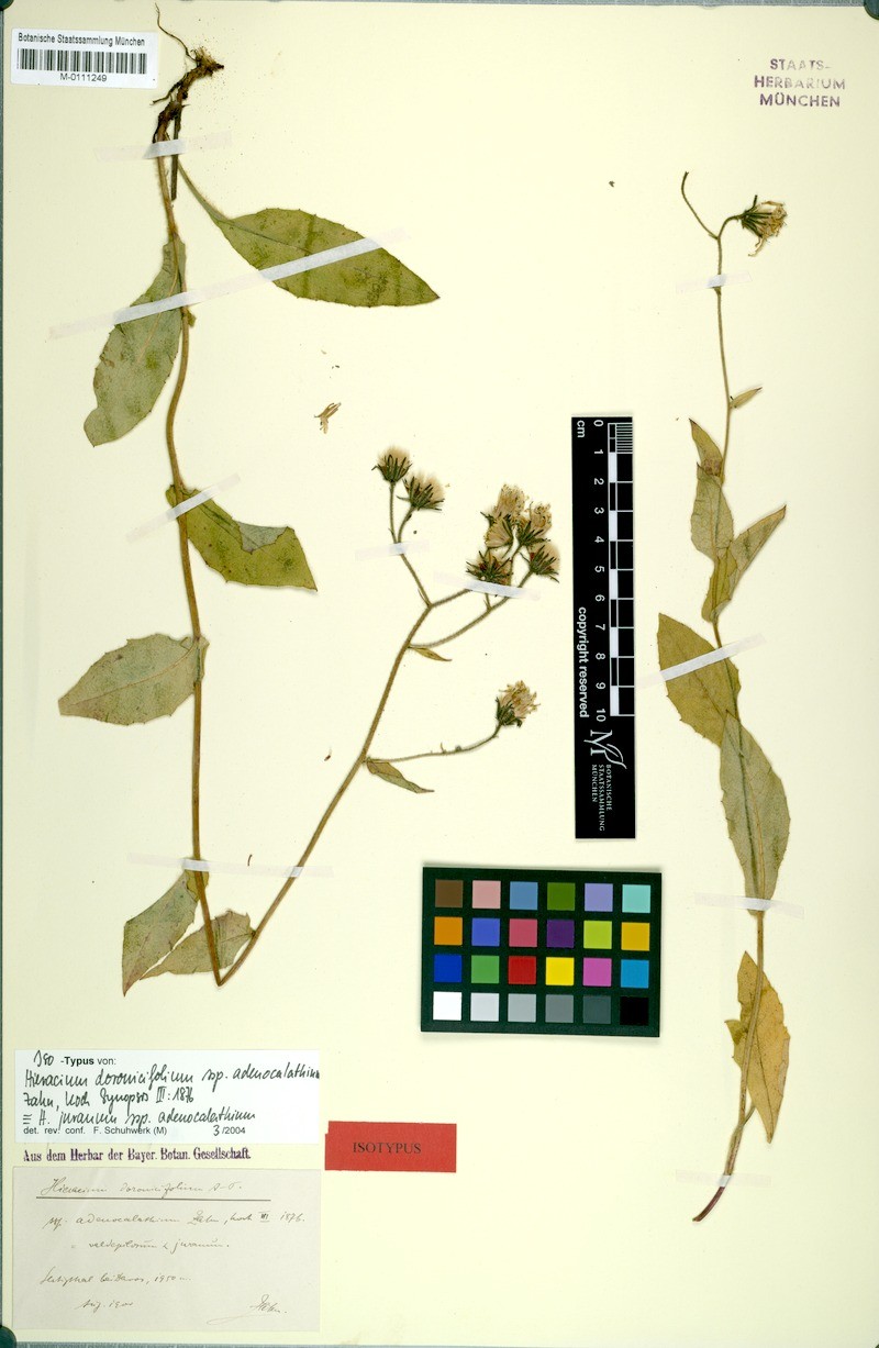 Hieracium doronicifolium