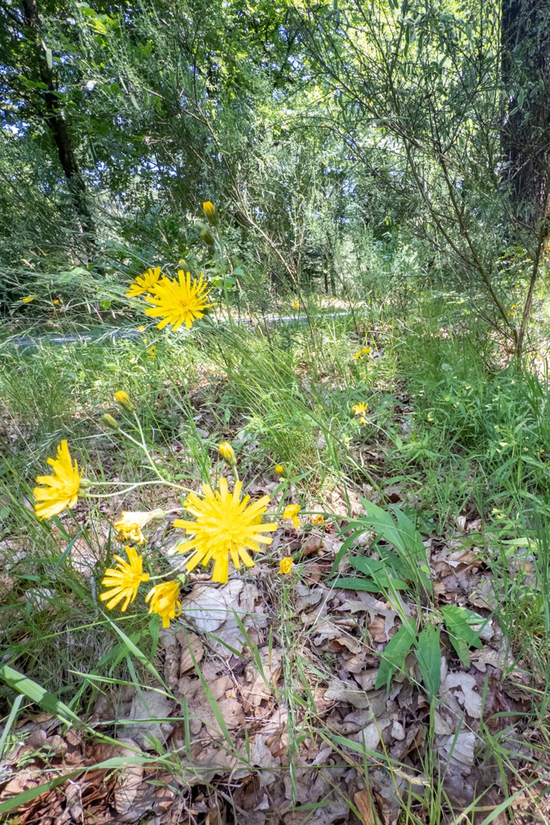 Hieracium doryphorum