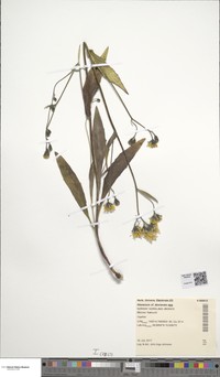 Hieracium dovrense