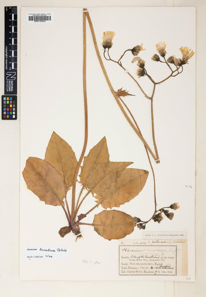 Hieracium dowardense