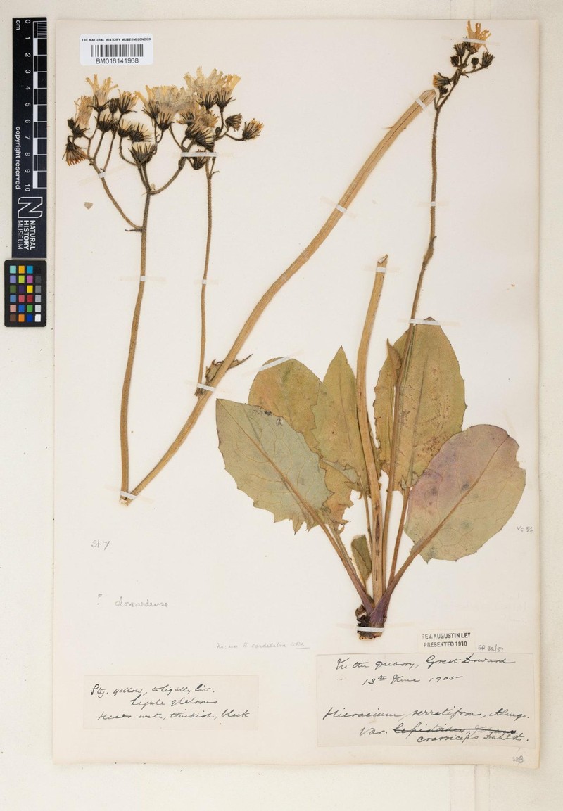 Hieracium dowardense photo 2