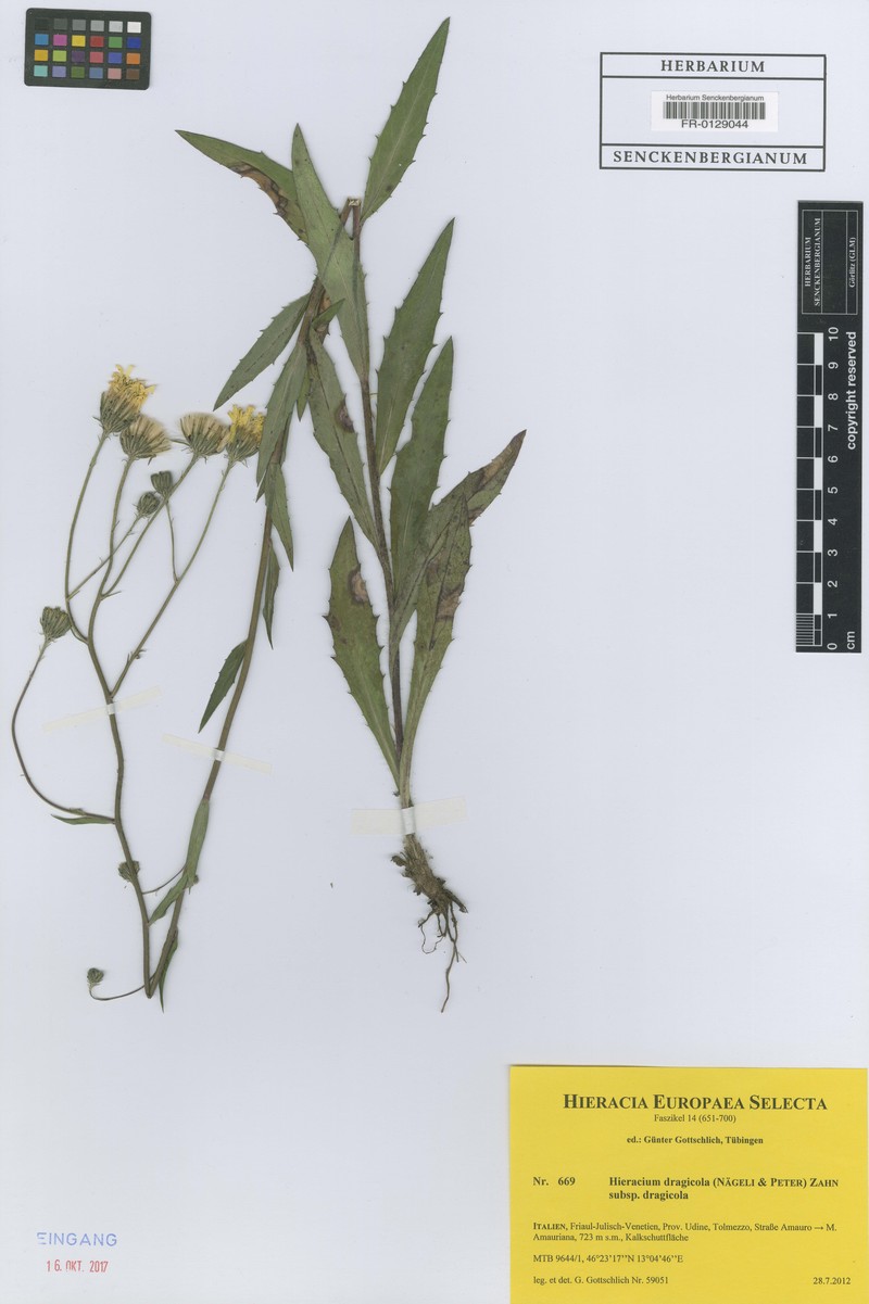 Hieracium dragicola