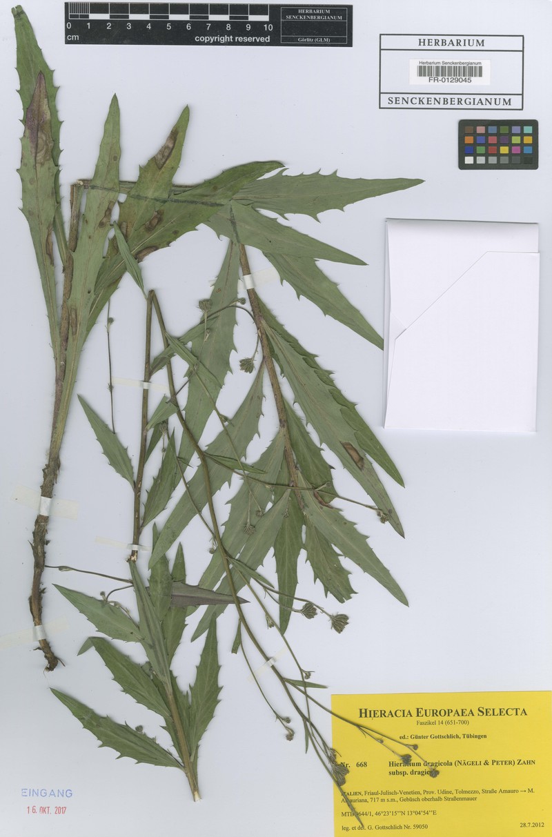 Hieracium dragicola subsp. dragicola photo 3