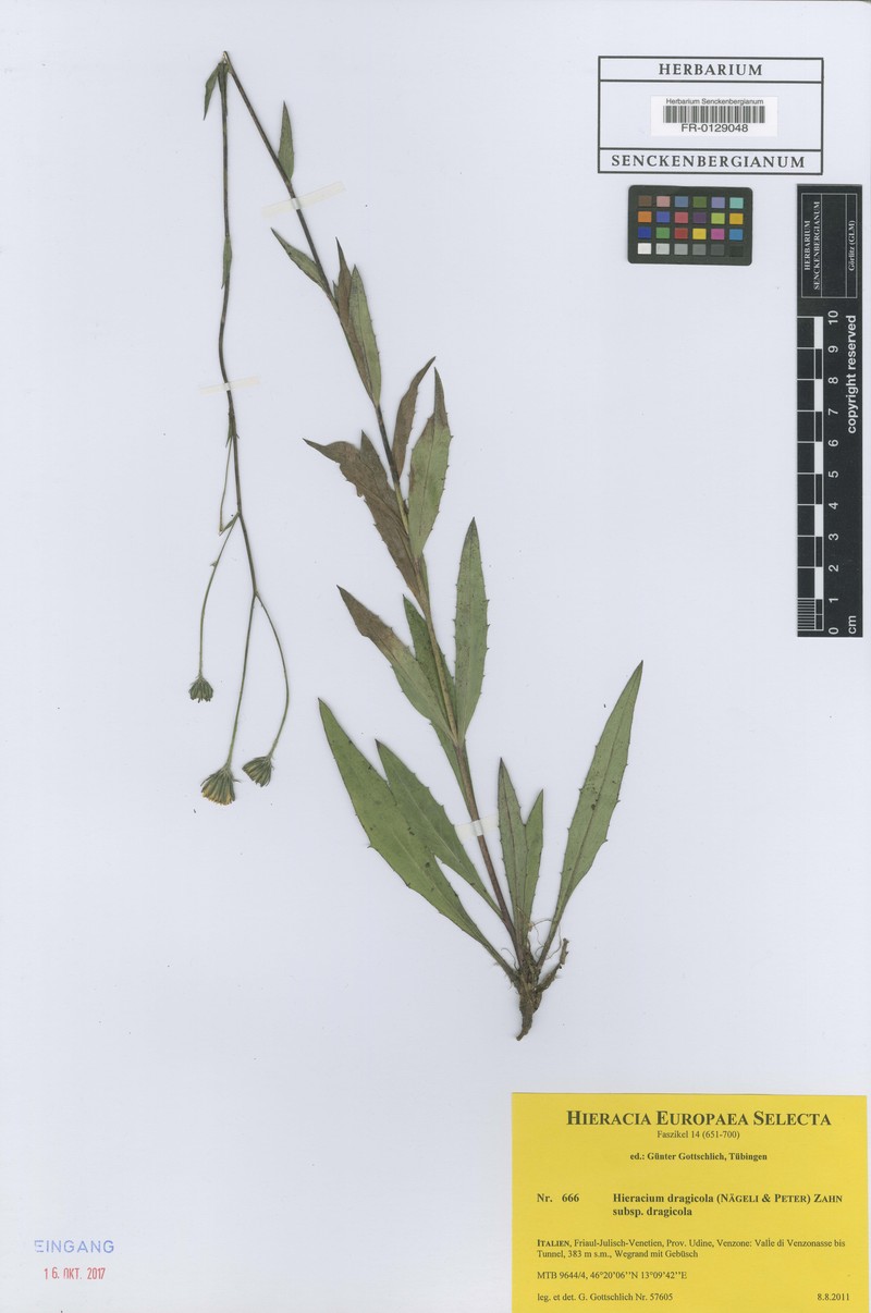 Hieracium dragicola subsp. dragicola photo 4