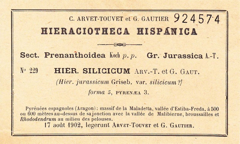 Hieracium drazeticum photo 2