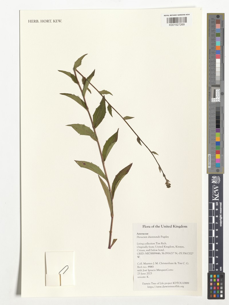 Hieracium drummondii