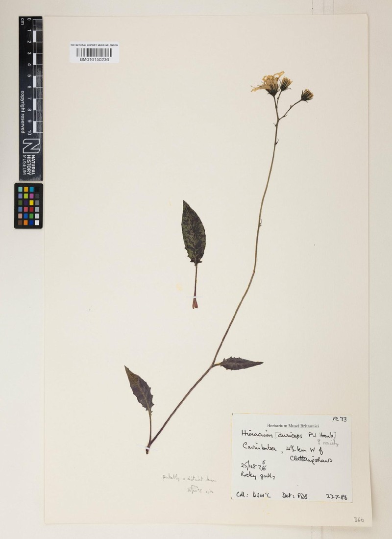 Hieracium duriceps