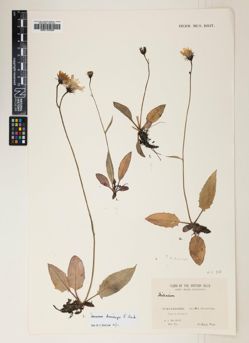 Hieracium duriceps photo 2