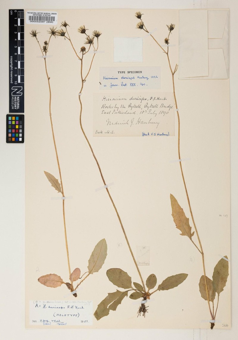 Hieracium duriceps photo 3