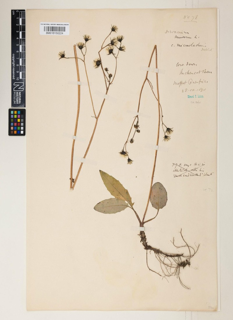 Hieracium duriceps photo 4