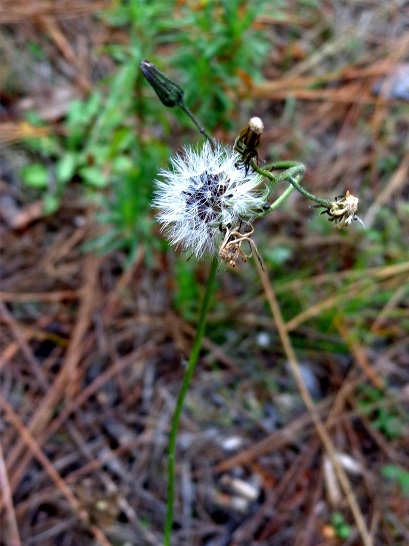 Hieracium dysonymum