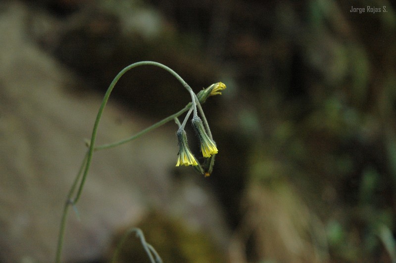 Hieracium dysonymum photo 2