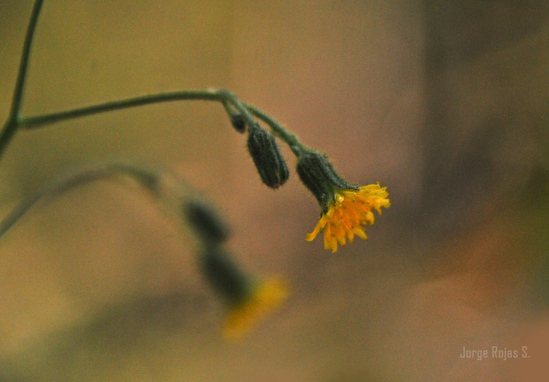 Hieracium dysonymum photo 4