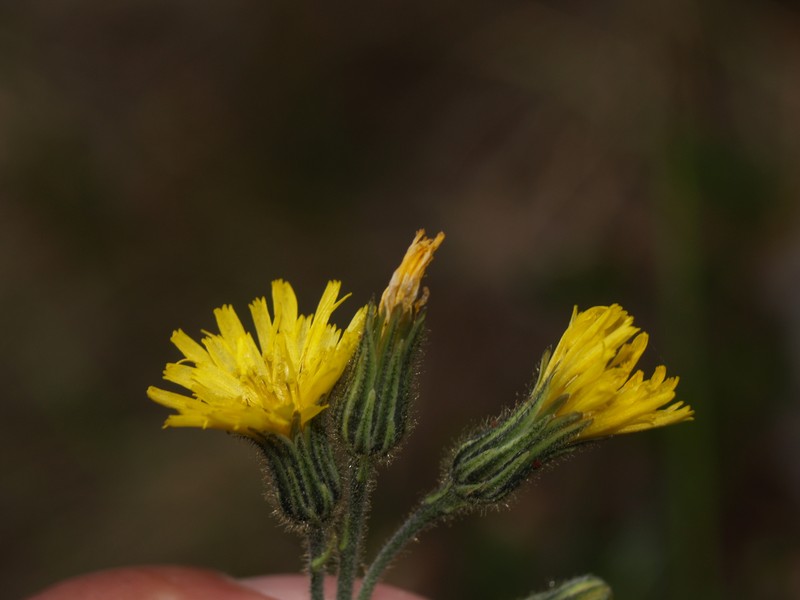 Hieracium dysonymum photo 5
