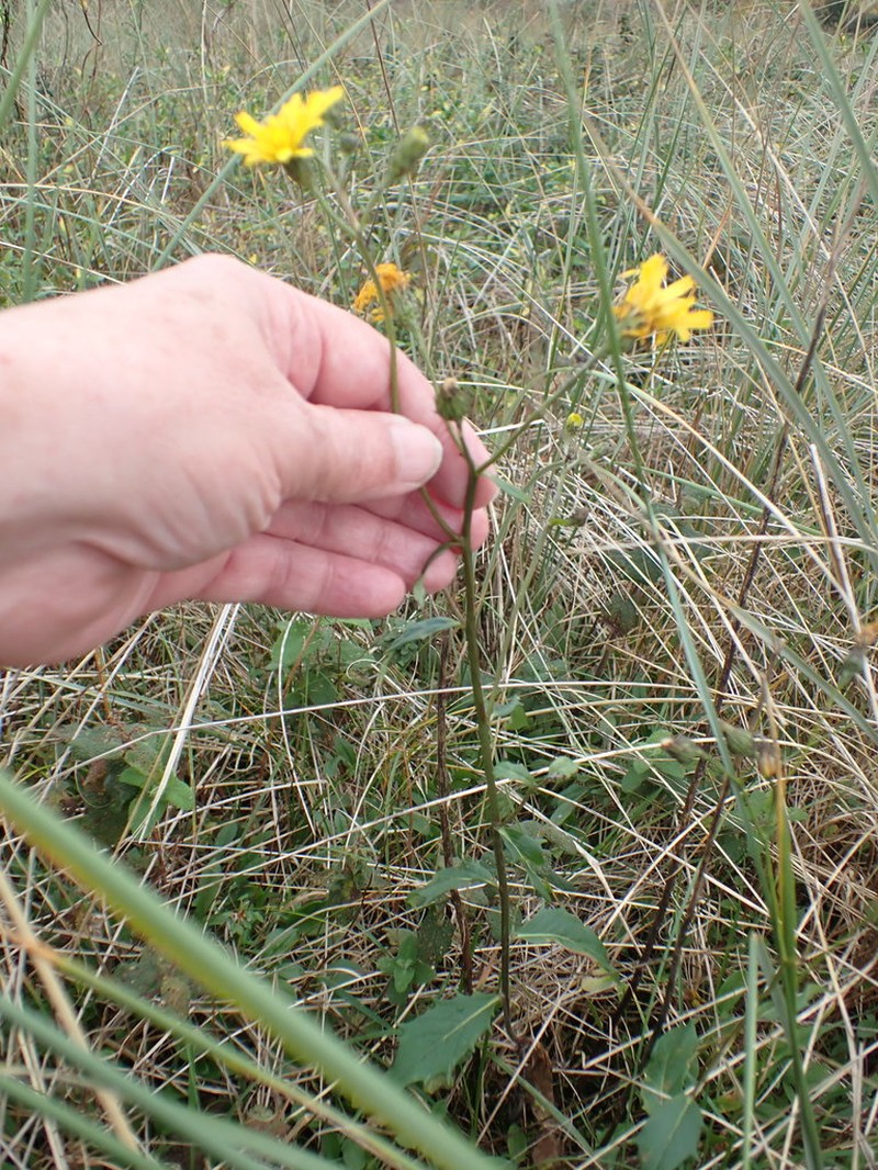 Hieracium eboracense