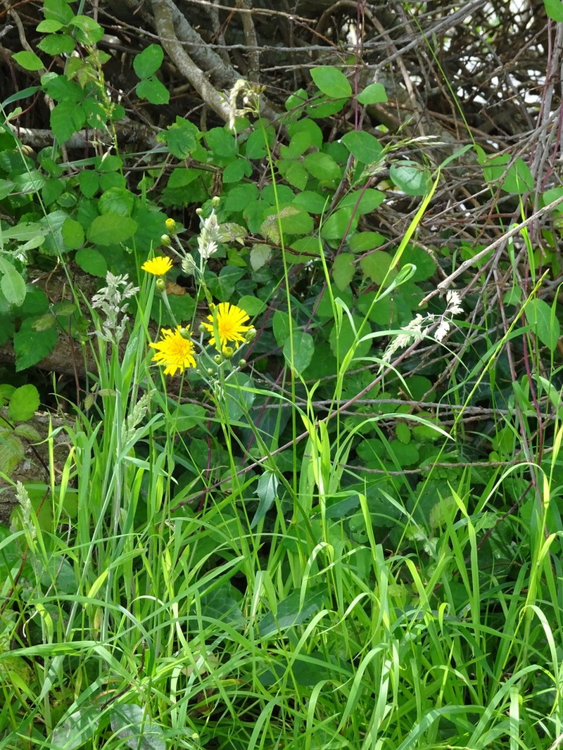 Hieracium eboracense photo 2