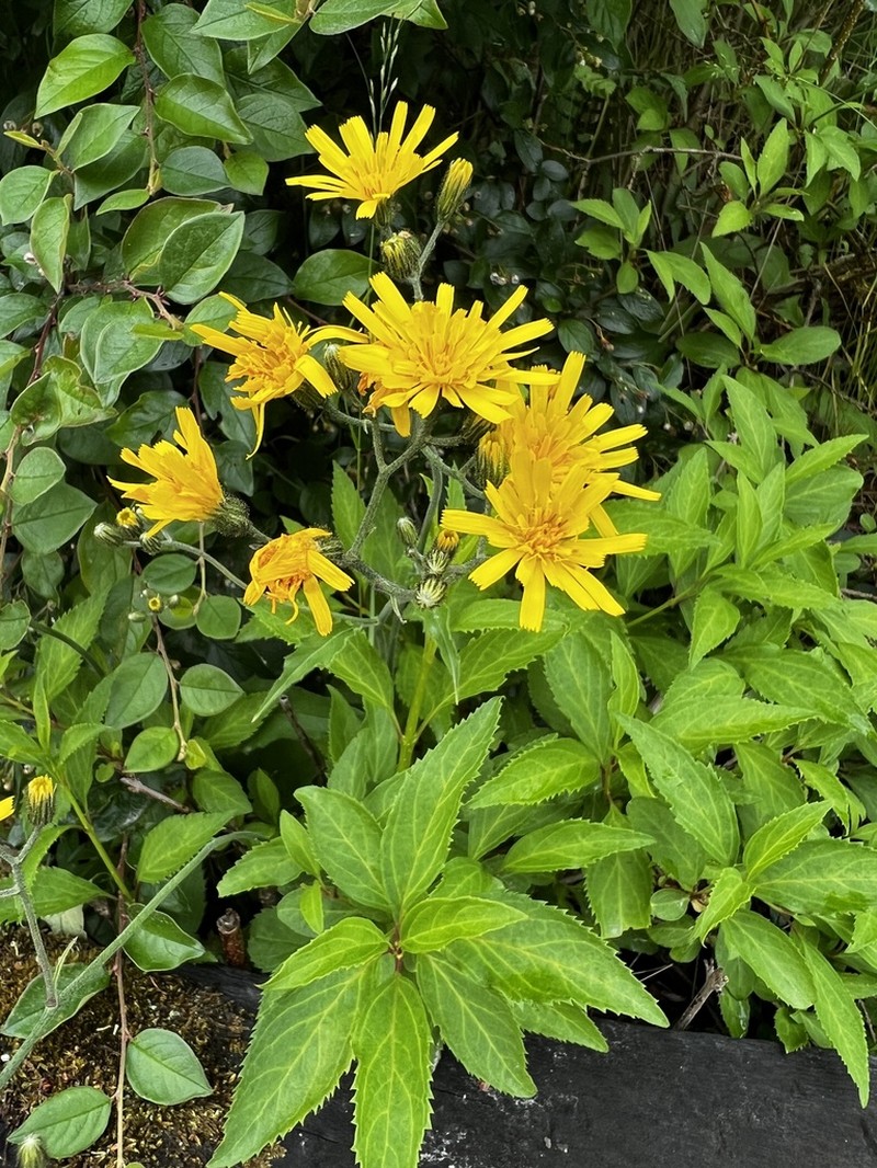 Hieracium eboracense photo 3