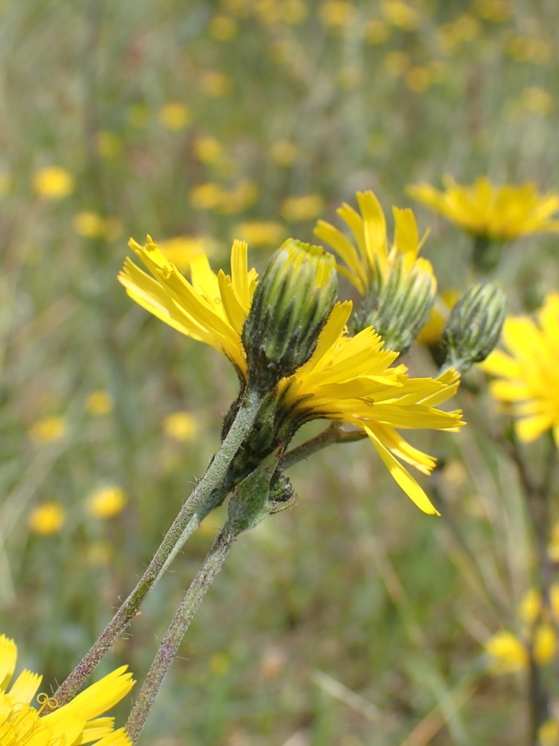Hieracium eboracense photo 4