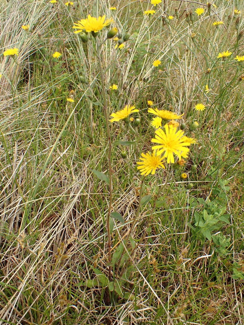 Hieracium eboracense photo 5