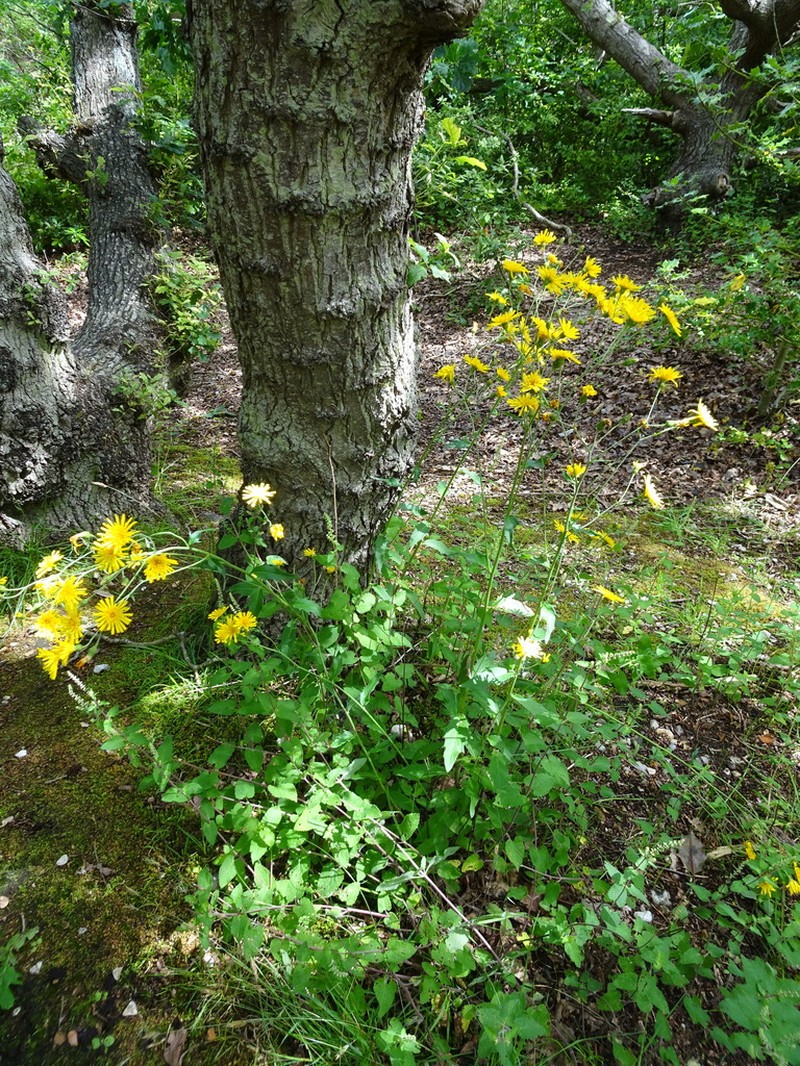 Hieracium eboracense photo 6