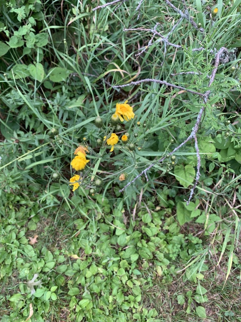 Hieracium eboracense photo 7
