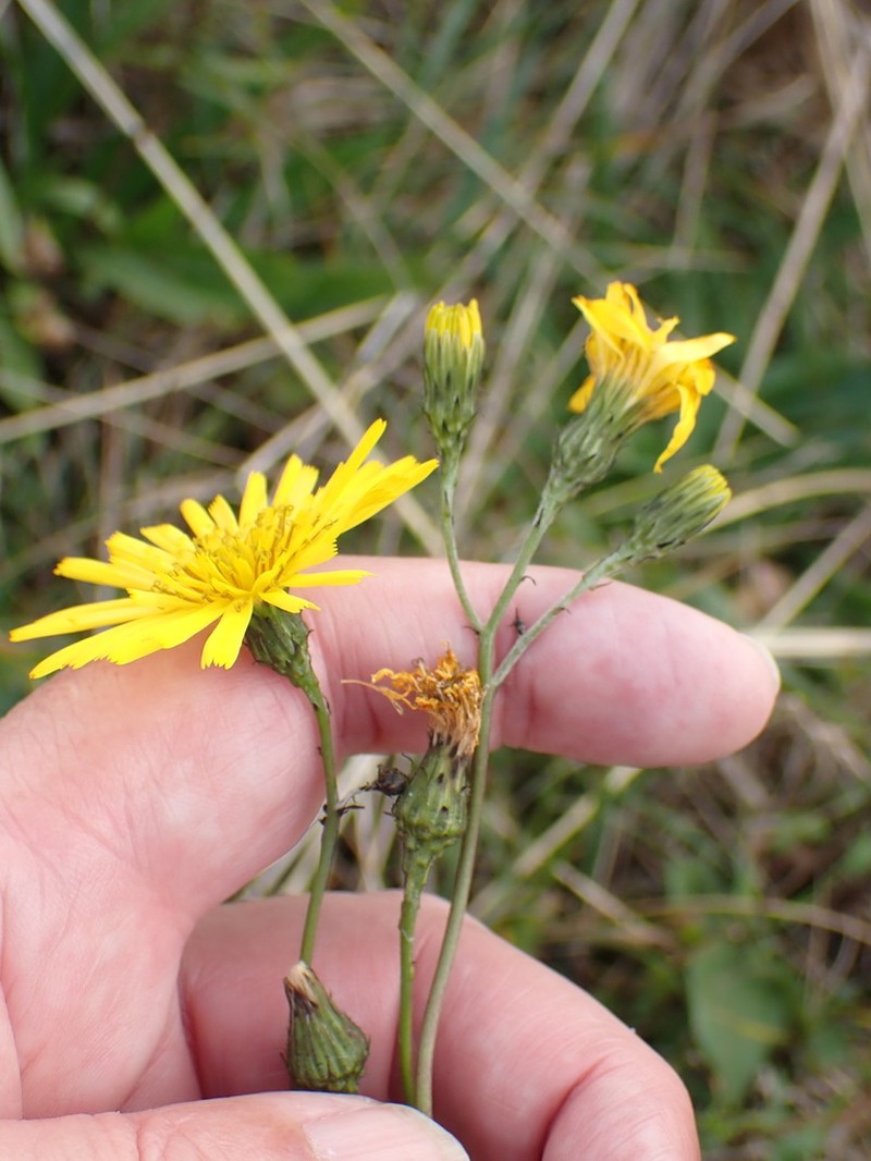 Hieracium eboracense photo 8
