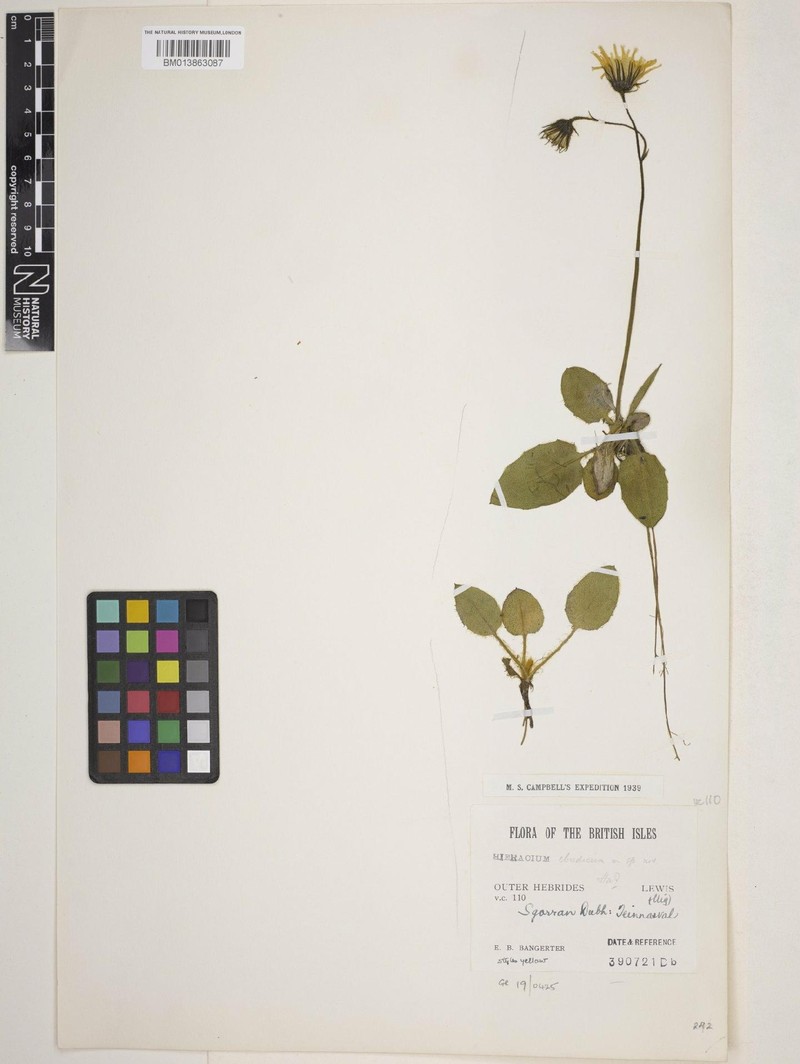 Hieracium ebudicum