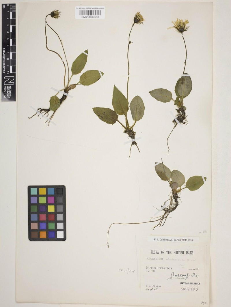 Hieracium ebudicum photo 2