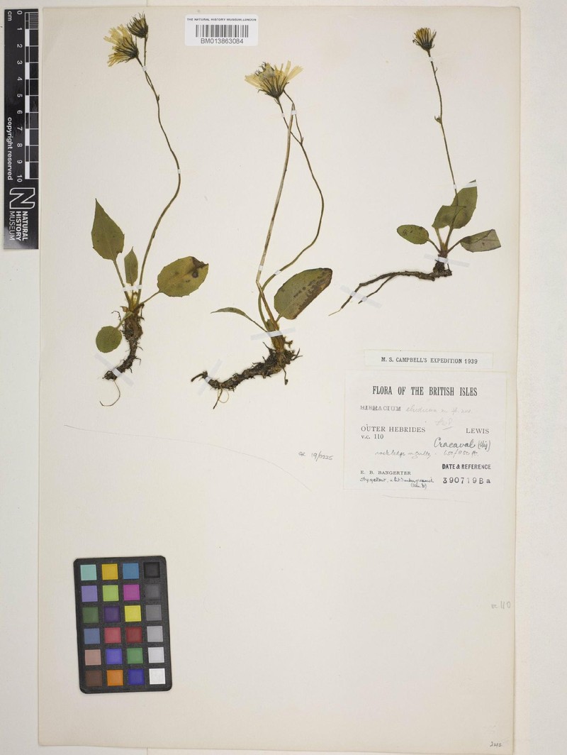 Hieracium ebudicum photo 3