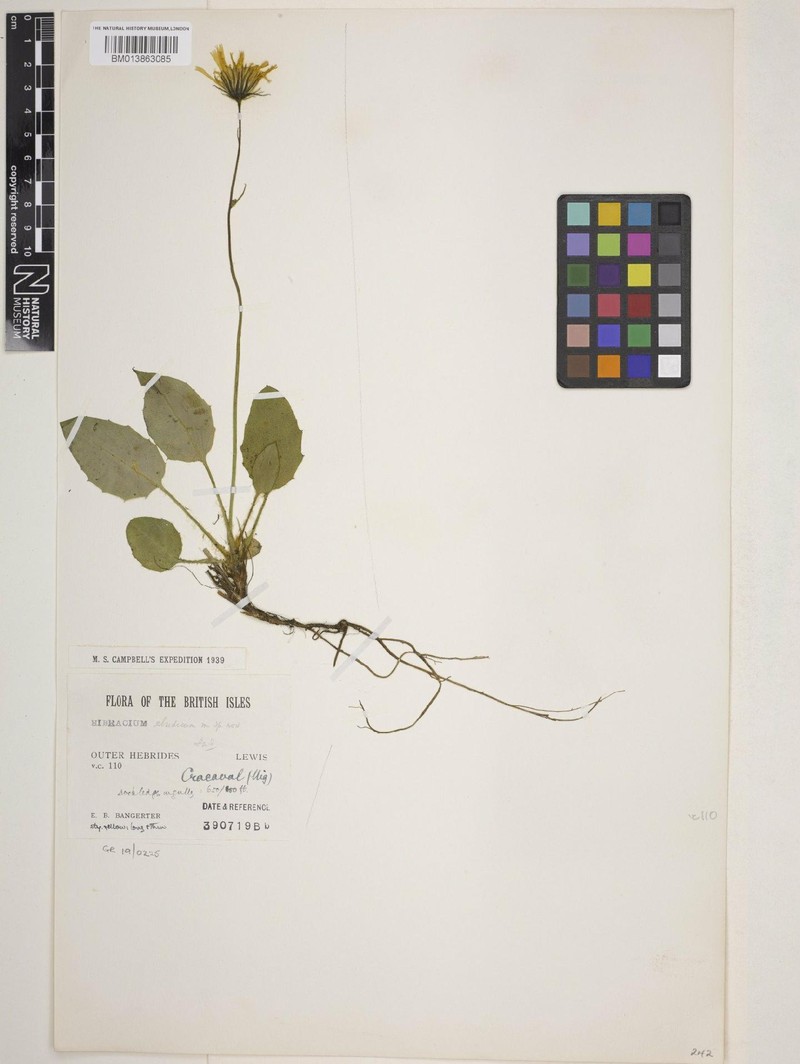 Hieracium ebudicum photo 4