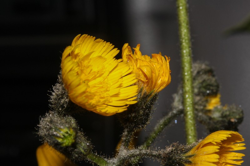 Hieracium ecuadoriense