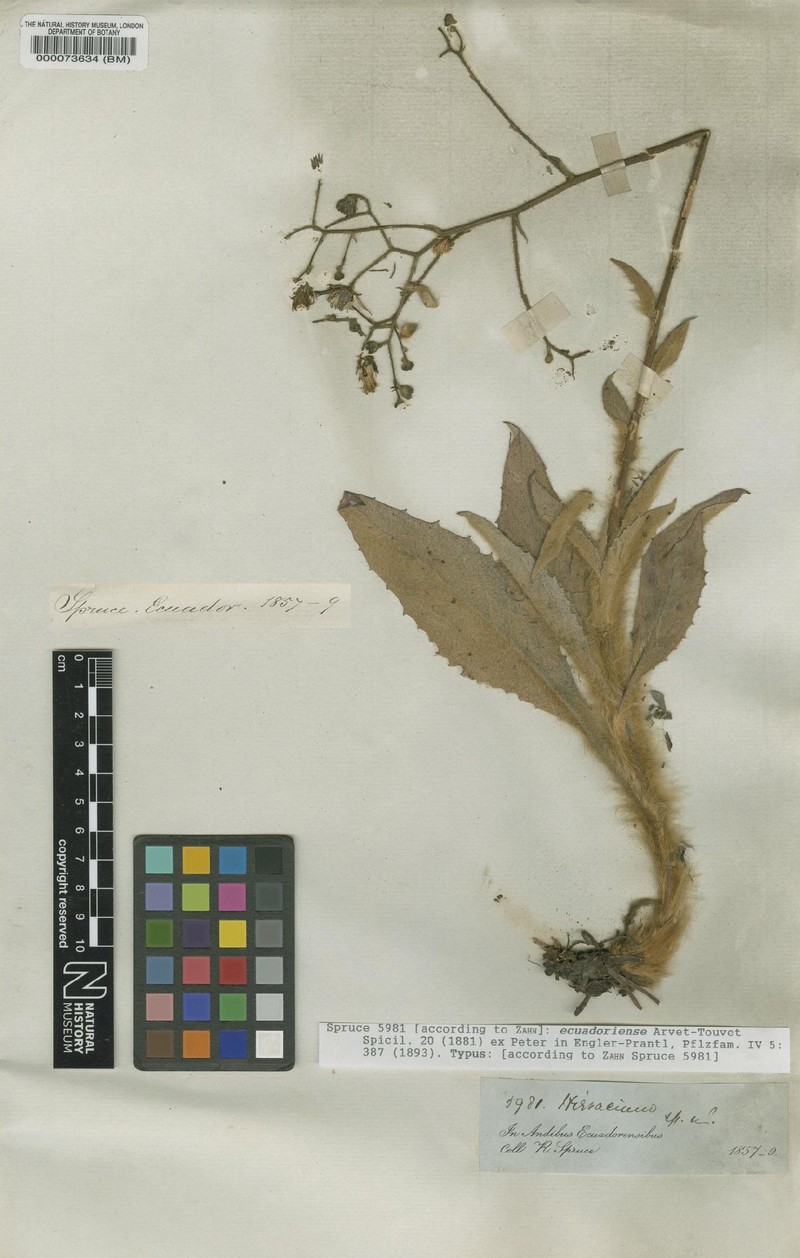 Hieracium ecuadoriense photo 2