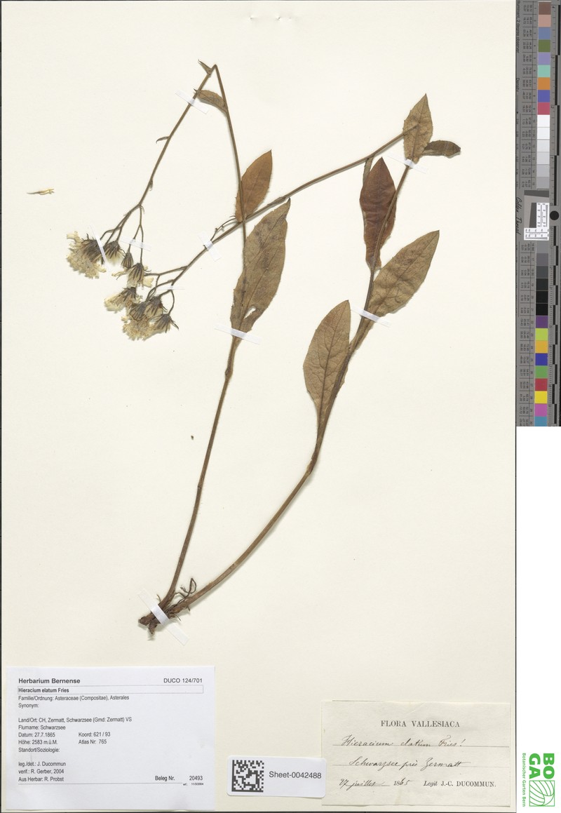 Hieracium elatum