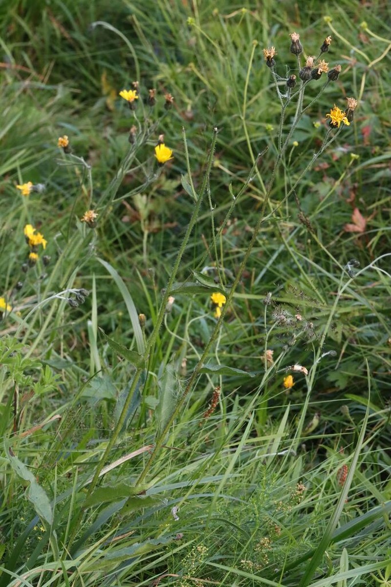 Hieracium elegantiforme