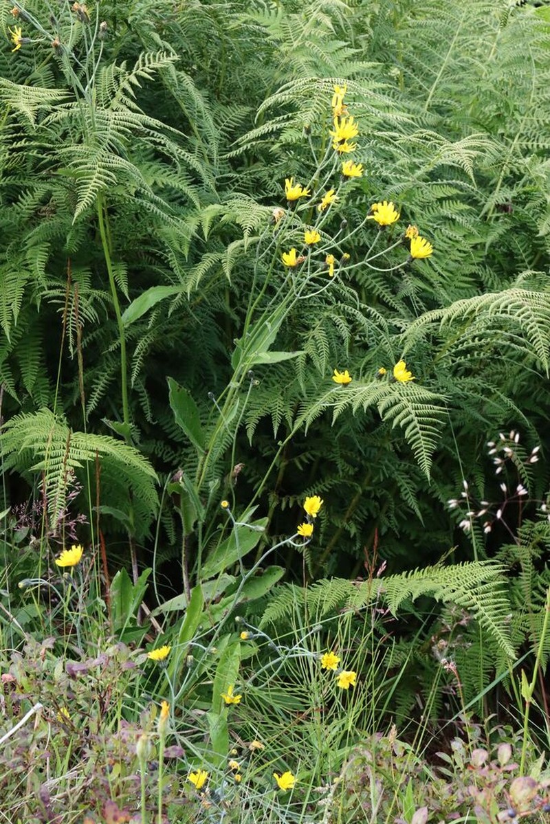 Hieracium elegantiforme photo 2