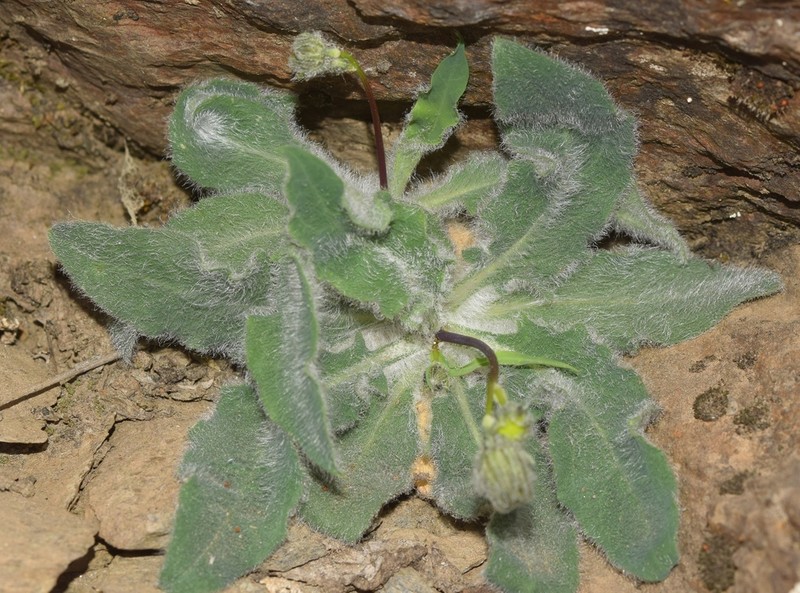 Hieracium elisaeanum