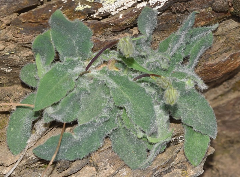 Hieracium elisaeanum photo 2