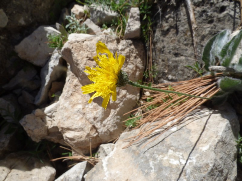 Hieracium elisaeanum photo 3