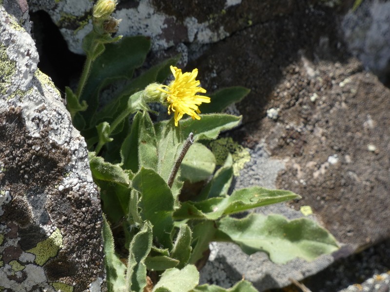 Hieracium elisaeanum photo 4