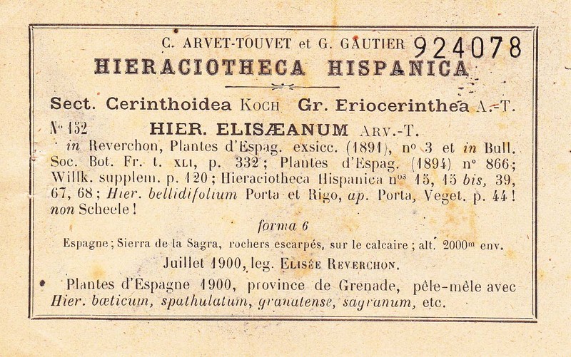 Hieracium elisaeanum photo 5