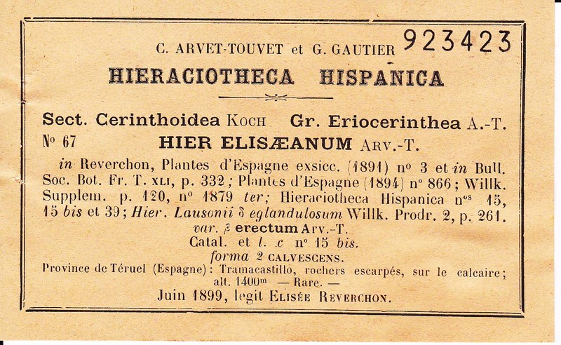Hieracium elisaeanum photo 6