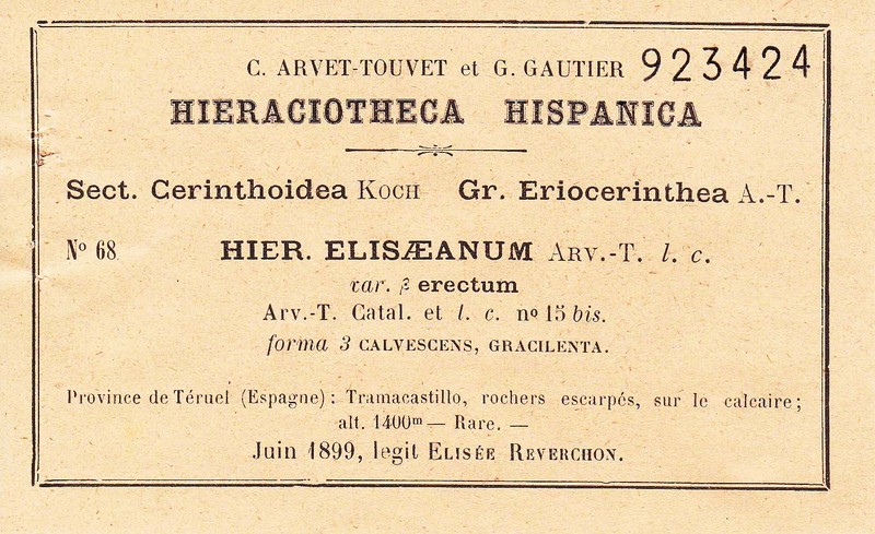 Hieracium elisaeanum photo 7