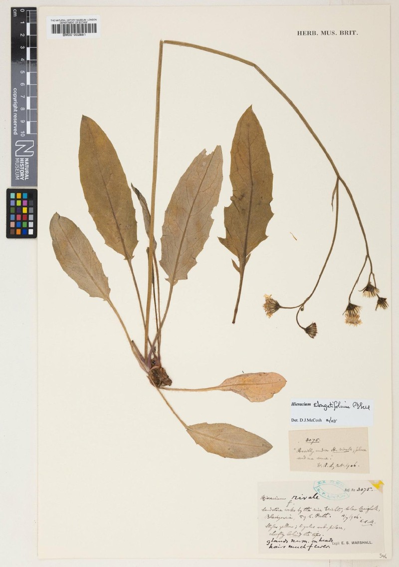 Hieracium elongatifolium