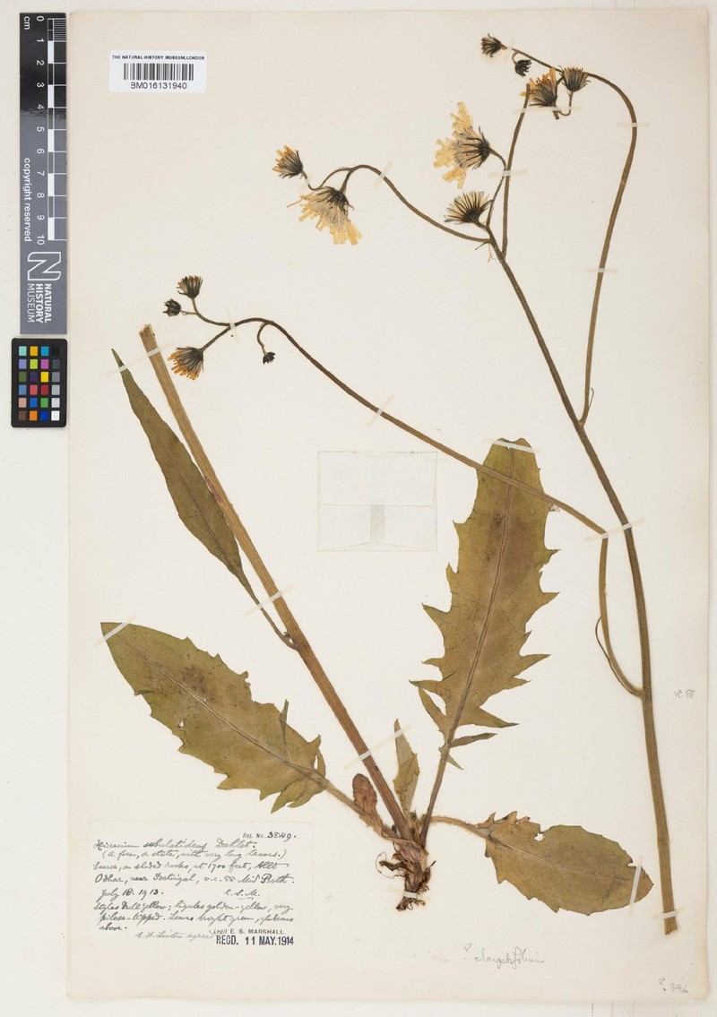 Hieracium elongatifolium photo 2