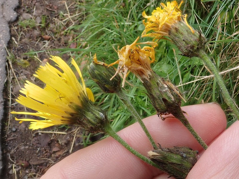 Hieracium eminentiforme photo 2